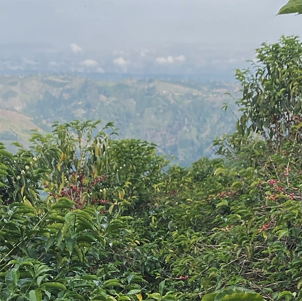 Section Image